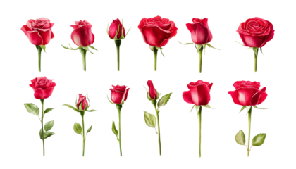 set of red rose flowers watercolor isolated on transparent background cutout