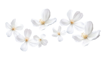flying white petals isolated on transparent background cutout