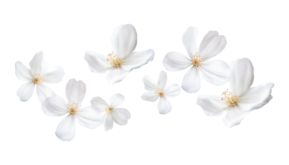 flying white petals isolated on transparent background cutout