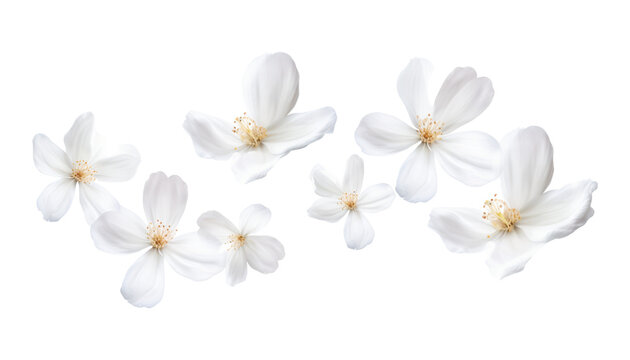Fototapeta flying white petals isolated on transparent background cutout