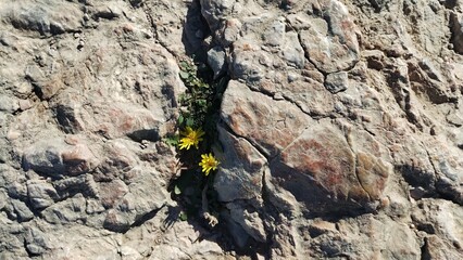 lizard on the rock