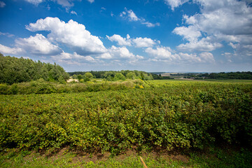 Naklejka premium A Stunning Lush Green Landscape Set Beneath a Bright Blue Sky Adorned with Fluffy Clouds