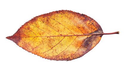 Autumn leaf isolated against a white background