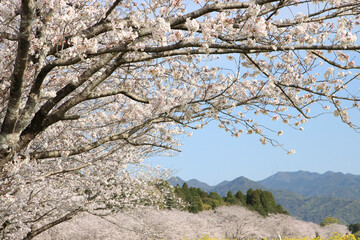 満開の桜