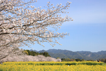 春の花畑