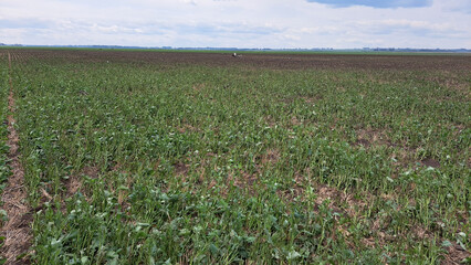 Didsbury, AB, Canada EF4 Tornado Damage