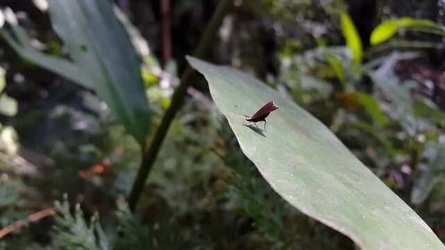 Ngengat tanduk panjang adalah lepidoptera diurnal dari famili ngengat Adelidae (ngengat tanduk panjang peri). Spesies ini terdapat di sebagian besar wilayah Eropa, tetapi cukup umum di Eropa barat lau