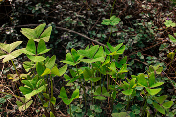 hierba, hojas verdes 