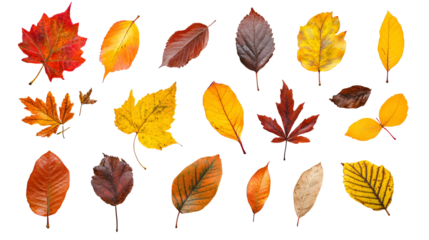 Autumn leaves isolated against a white background