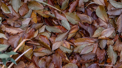 Autumn has come. Fallen magnolia leaves