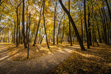 A path through a forest with leaves on the ground