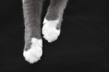 white paws of a gray color cat on a black background