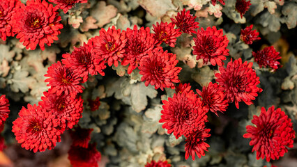 Red chrysanthemum flowers in the garden