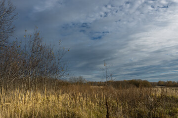 A field of tall grass with a cloudy sky in the background