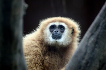 シロテテナガザル