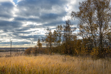 A field of tall grass with a few trees in the background