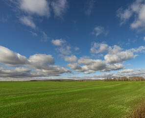 A field of grass with a few trees in the background