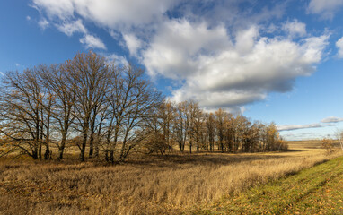 A field of trees with a cloudy sky in the background
