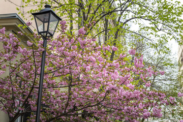 Tree with pink flowers is in front of a building