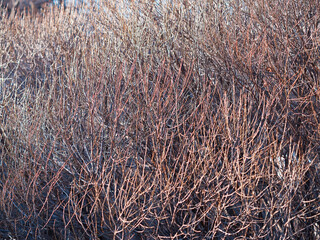 Naked november bush branches background