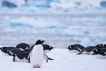 Obraz premium Group of gentoo penguins on the snow in Antarctica. South Pole
