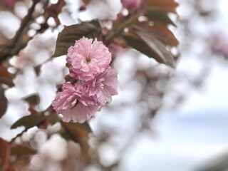 Pink flower blooming on tree branch in spring.