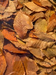Autumn leaves under thin frozen ice.