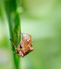 Lone Spider