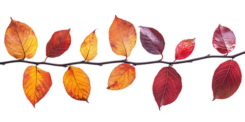 Autumn leaves on a branch on a transparent background. isolated background.