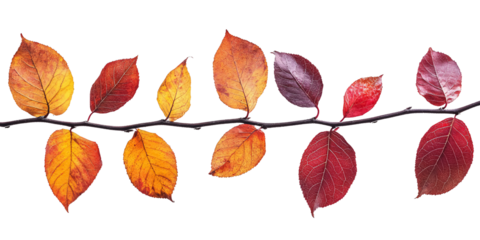 Autumn leaves on a branch on a transparent background. isolated background.