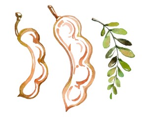 Hand-painted watercolor illustration of tamarind pods and a green leafy branch. Warm earthy tones with detailed, artistic strokes. Perfect for botanical themes and natural decor.
