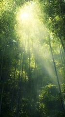 Fototapeta premium Sunlight Filtering Through a Lush Bamboo Forest