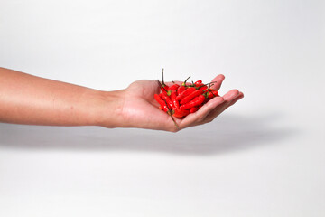 A hand holding red cayenne peppers on isolated white background