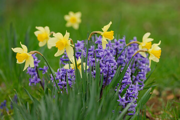 Daffodil flowers in a flower bed, close up