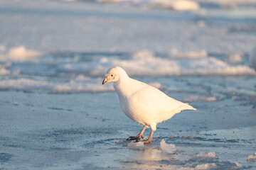 Sheathbill on the ice in Antarctica, Chionis alba, Southern Ocean
