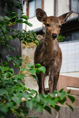 deers in nara, japan