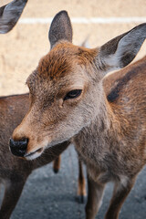 deers in nara, japan