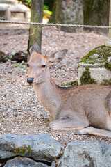 deers in nara, japan