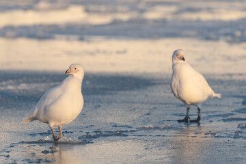 Sheathbill on the ice in Antarctica, Chionis alba, Southern Ocean
