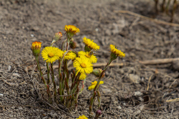 Coltsfoot flower in spring forest, mother and stepmother first flowers. Blooming Tussilago farfara at april