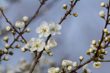 Fototapeta premium Prunus Cerasifera Blooming white plum tree. White flowers of Prunus Cerasifera