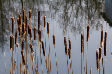 Swamp cattails Typha angustifolia Broadleaf brown flowers in spring season. Rush on a swamp, near a...