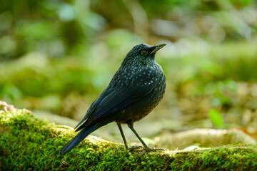 blue Whistlingthrush on branch birdwatching in the forest. 