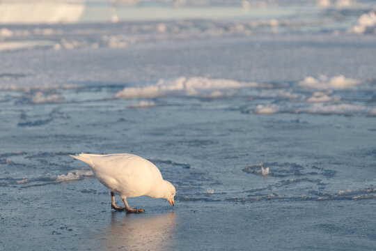 Sheathbill on the ice in Antarctica, Chionis alba, Southern Ocean