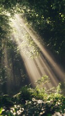 Obraz premium Sunlight Rays Through Forest Canopies