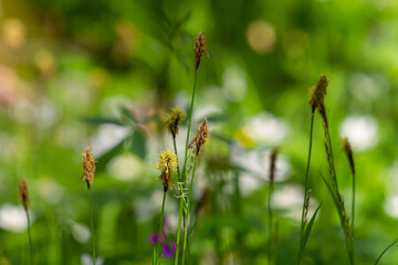 Sedge hairy blossoming in the nature in the spring.Carex pilosa. Cyperaceae Family