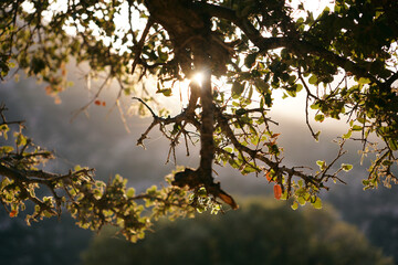 The sun's rays break through the branches of the trees at dawn