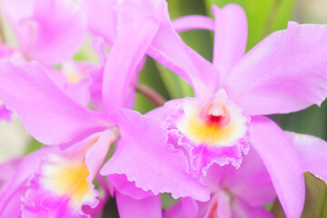 Cattleya Mantini Orchid 1
A pink Cattleya Mantini Orchid