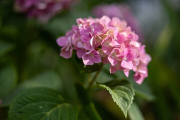 Obraz premium Pink hydrangea in the summer garden