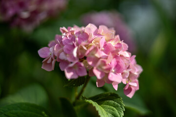Pink hydrangea in the summer garden